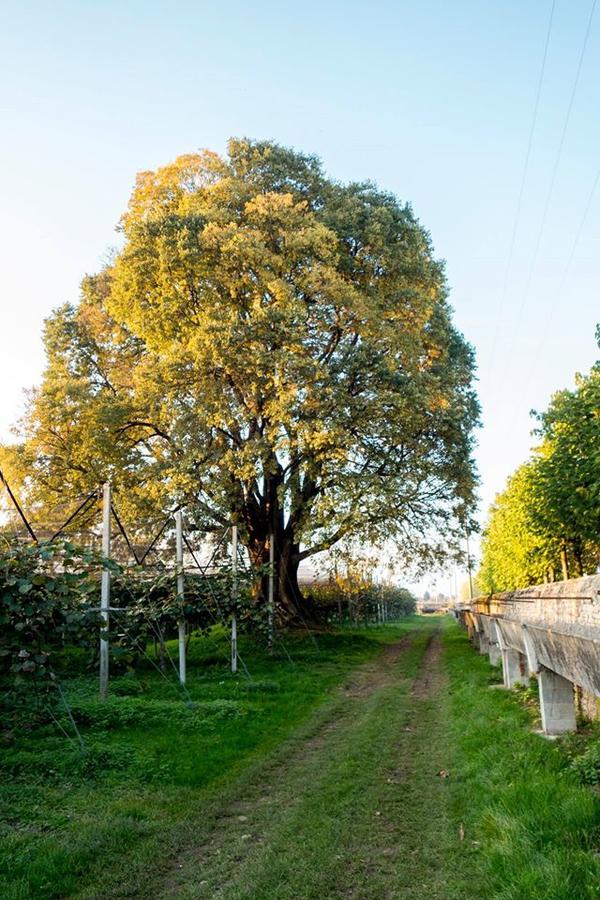 Al Bagolaro Bed & Breakfast Crocetta del Montello Екстериор снимка